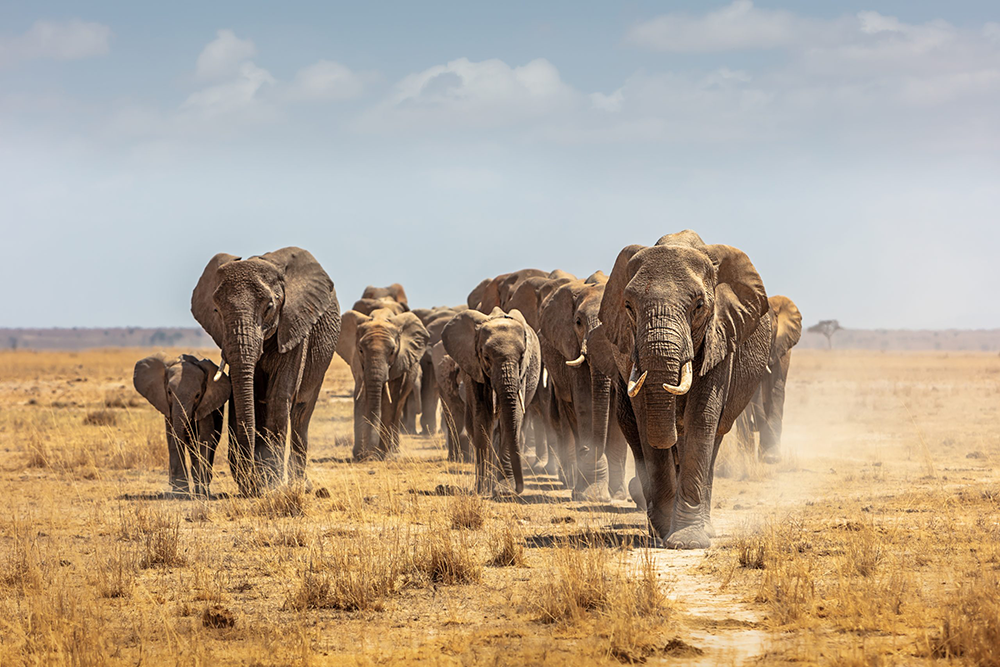Top 8 Destinations for African Safaris: An Adventure into the Wild